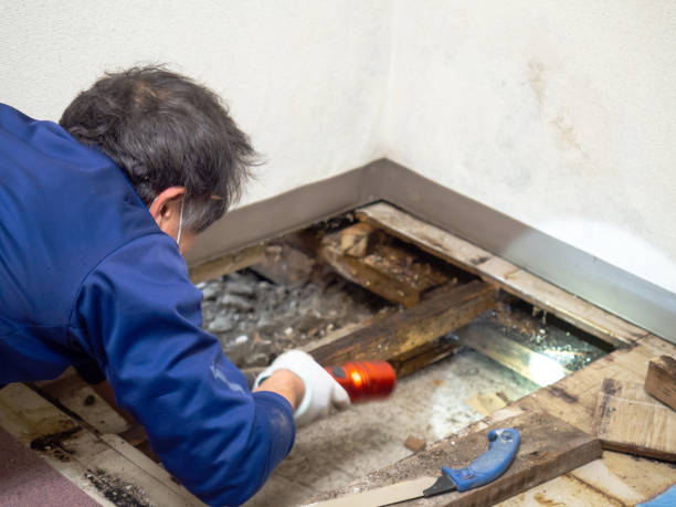 Best Health and Safety Mold Remediation in Sunnyvale, CA