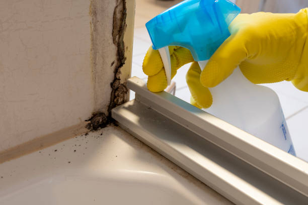 Best Localized Mold Remediation (e.g., coastal areas, humid climates) in Sunnyvale, CA