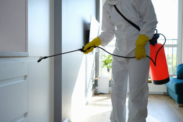 Best White Mold Remediation in Sunnyvale, CA
