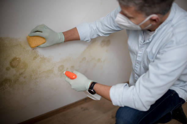 Best Insurance-Related Mold Remediation in Sunnyvale, CA