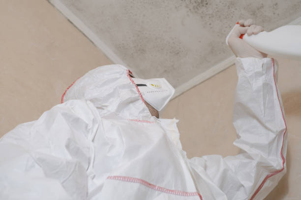 Best Black Mold Remediation in Sunnyvale, CA