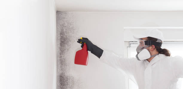 Best HVAC Mold Remediation in Sunnyvale, CA