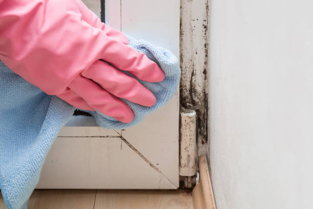 Sunnyvale, CA Mold Remediation Company