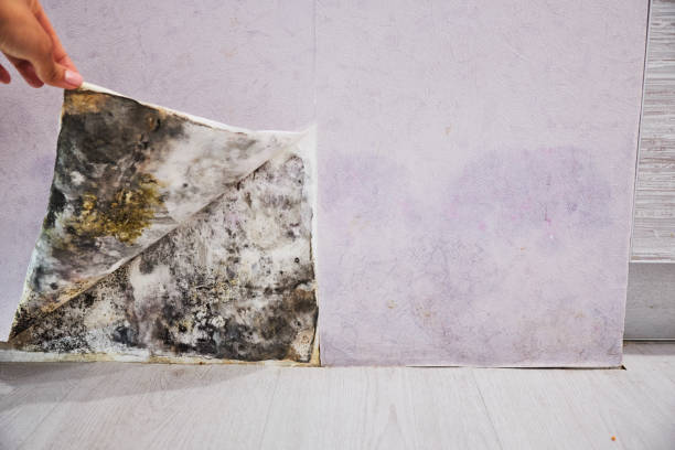 Best Bathroom Mold Remediation in Sunnyvale, CA